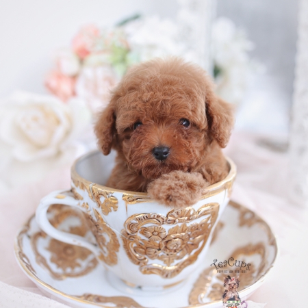 Teacup and Toy Poodle Puppies | Teacup Puppies & Boutique