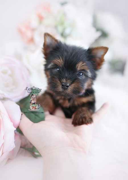 Teacup Pomeranian Puppies For Sale In Miami, Ft. Lauderdale | Teacup ...