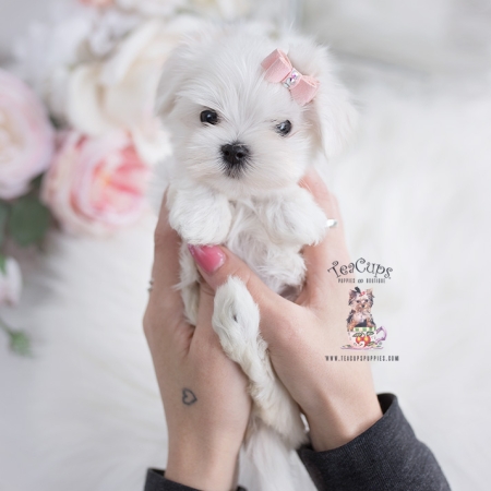 Teacup and Toy Maltese Puppies | Teacup Puppies & Boutique