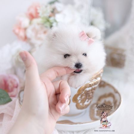 Tiny Teacup Pomeranian Puppies 