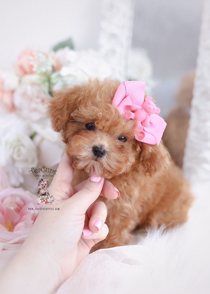 Teacup Yorkie Puppy #153 | Teacup Puppies & Boutique