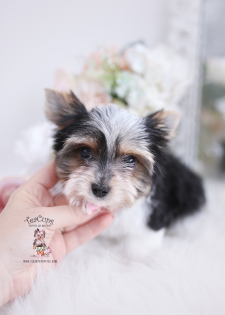 Shih Tzu Puppy #384 | Teacup Puppies & Boutique