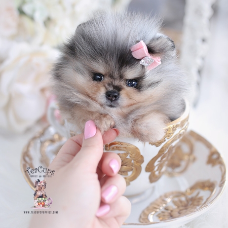 Tiny Teacup Pomeranian Puppies 