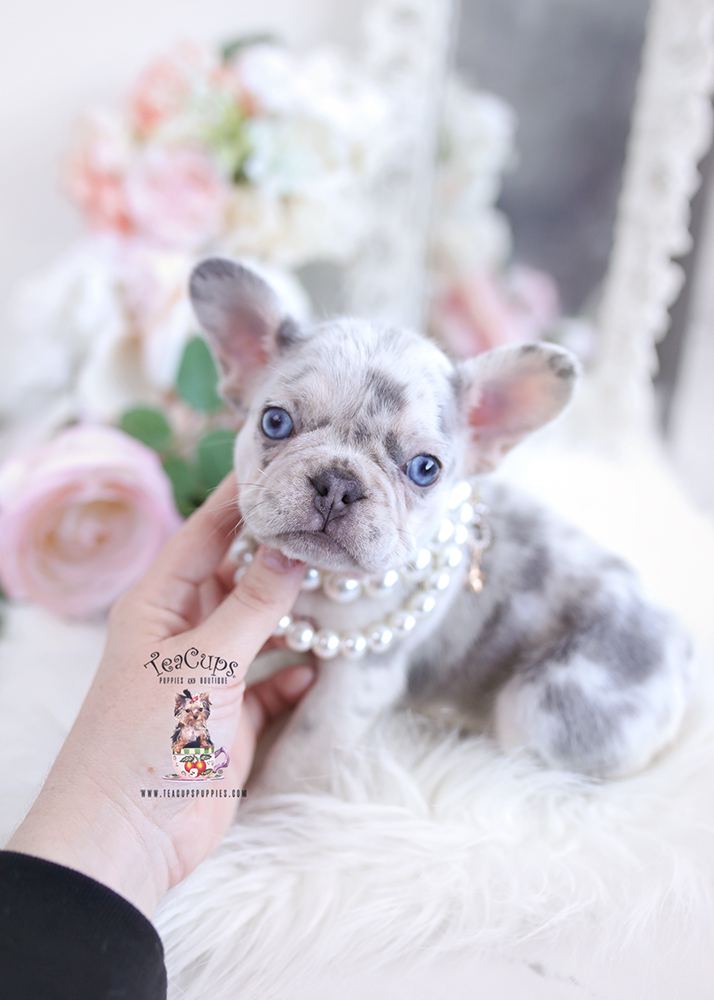 French Bulldog #234 | Teacup Puppies & Boutique
