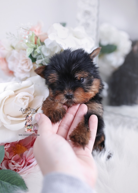 Shih Tzu Puppy | Teacup Puppies & Boutique