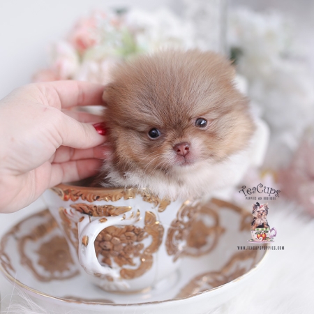 Tiny Teacup Pomeranian Puppies 