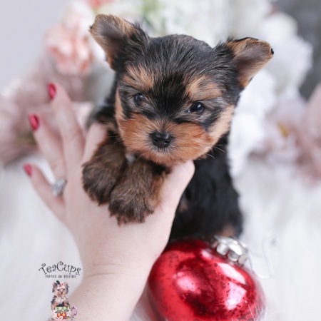 Toy or Teacup Yorkies for sale | Teacup Puppies & Boutique