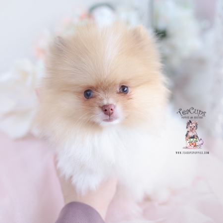 Tiny Teacup Pomeranian Puppies | Teacup Puppies & Boutique