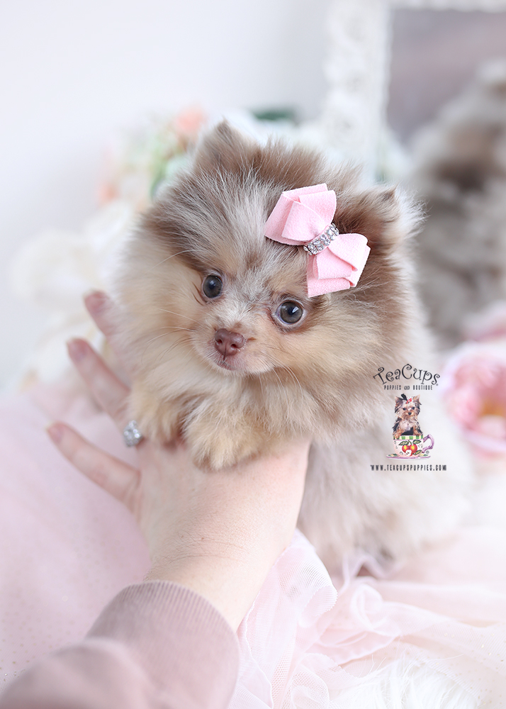 Poodle Puppies South Florida | Teacup Puppies & Boutique