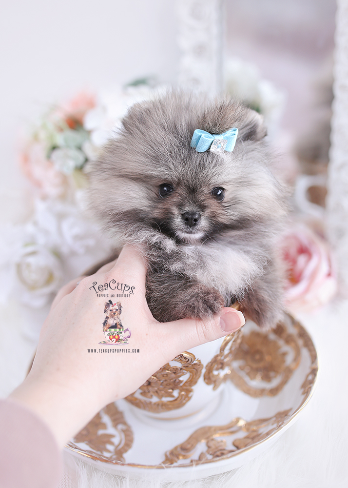 Pomeranian-puppy-24-011 