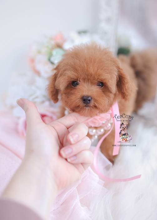 Maltese Puppies of Florida | Teacup Puppies & Boutique