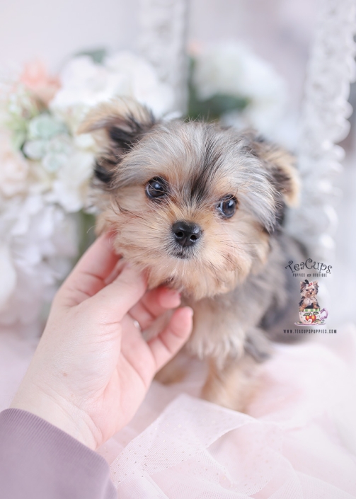 Parti Yorkies Florida | Teacup Puppies & Boutique