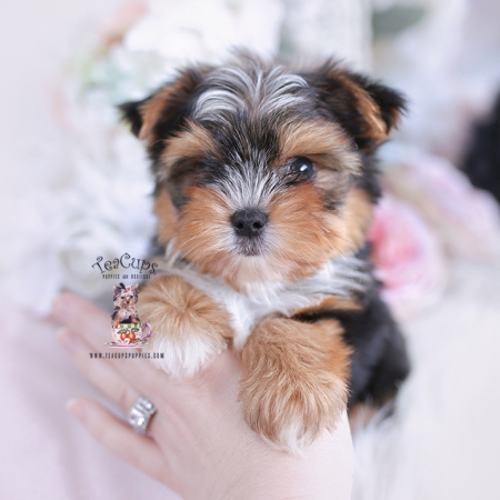 Toy or Teacup Yorkies for sale | Teacup Puppies & Boutique