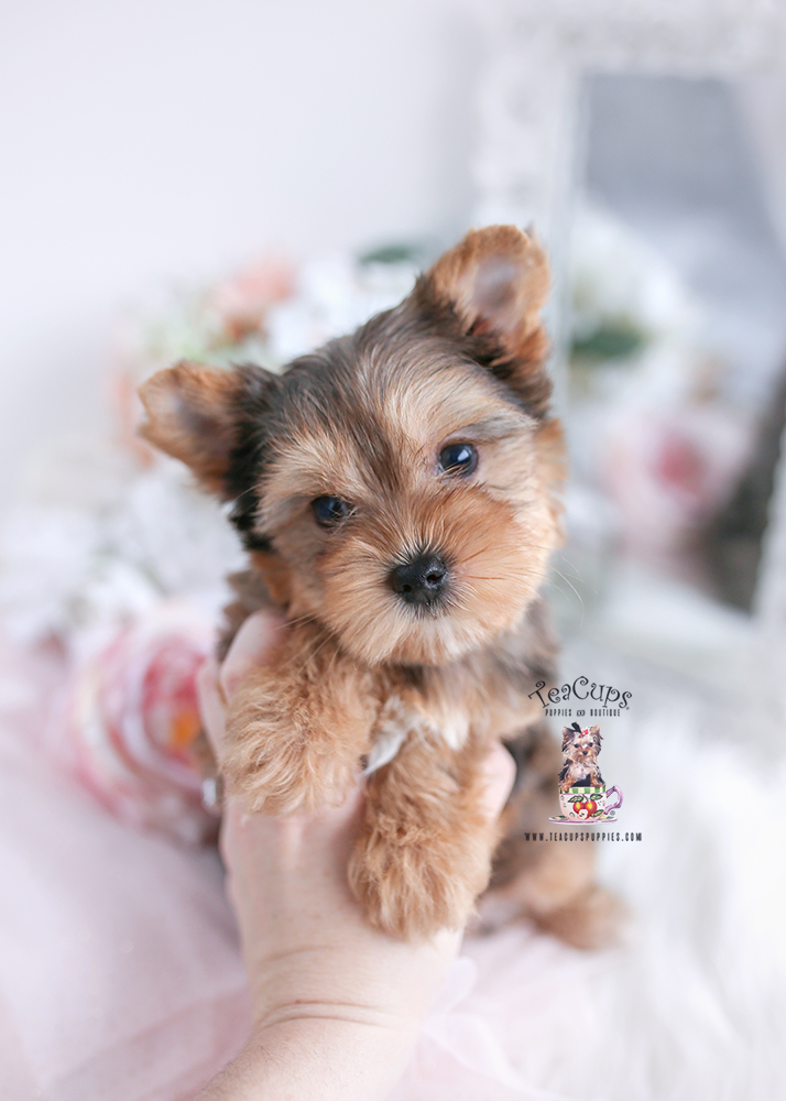 Poodle Puppies South Florida | Teacup Puppies & Boutique