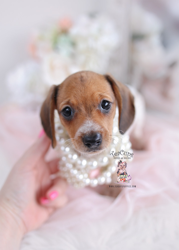 mini-dachshund-puppy-24-025 | Teacup Puppies & Boutique