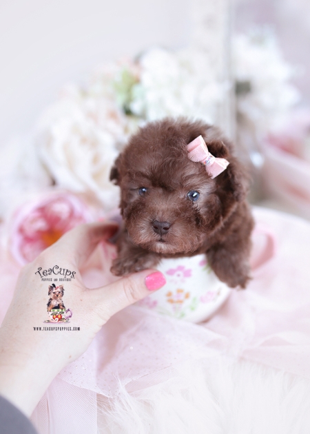 Chocolate Toy Poodle Puppies | Teacup Puppies & Boutique