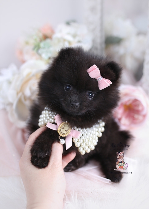 Pomeranian Puppy 24 064 503x705 