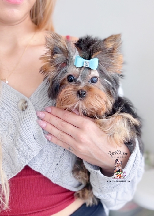 Yorkie-puppies-teacup 