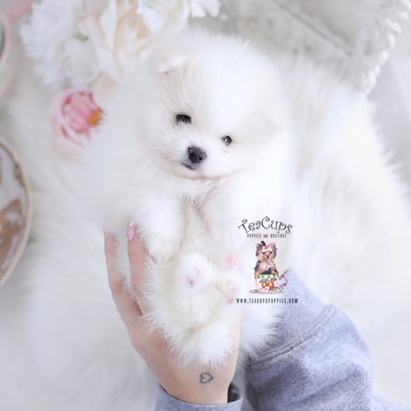 Tiny Teacup Pomeranian Puppies | Teacup Puppies & Boutique