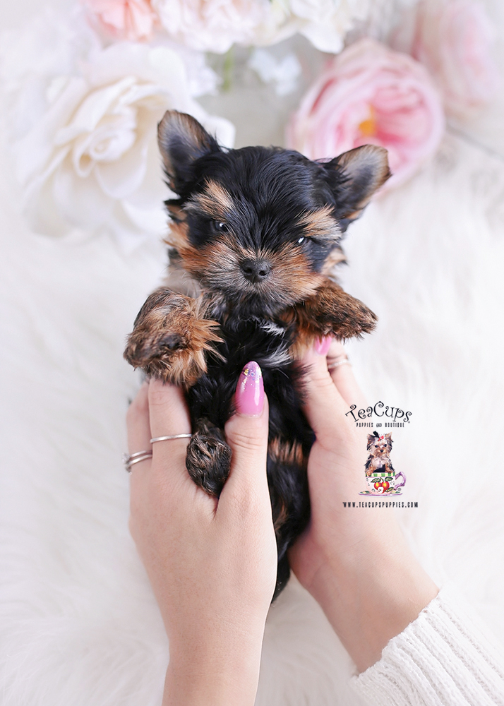 Beautiful Yorkie Puppies | Teacup Puppies & Boutique