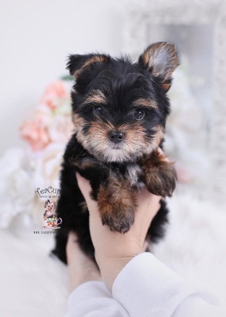 Teacup Chihuahua Breeders FL | Teacup Puppies & Boutique