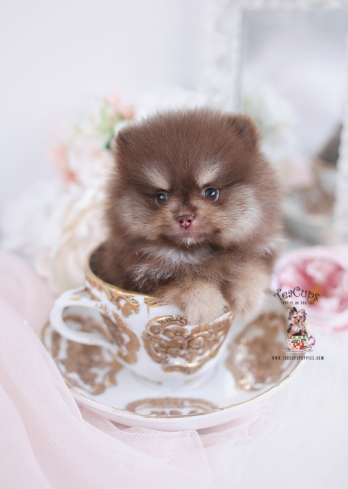 Tiny Teacup Pomeranian Puppies | Teacup Puppies & Boutique