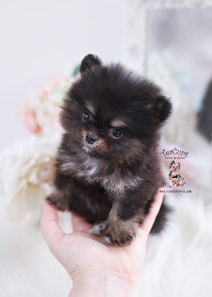 Pomeranian #113 | Teacup Puppies & Boutique