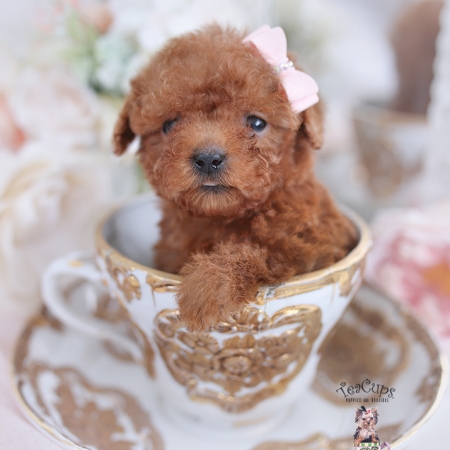 Teacup and Toy Poodle Puppies | Teacup Puppies & Boutique