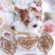 ocean pearl gold parti yorkie puppy in a tea cup