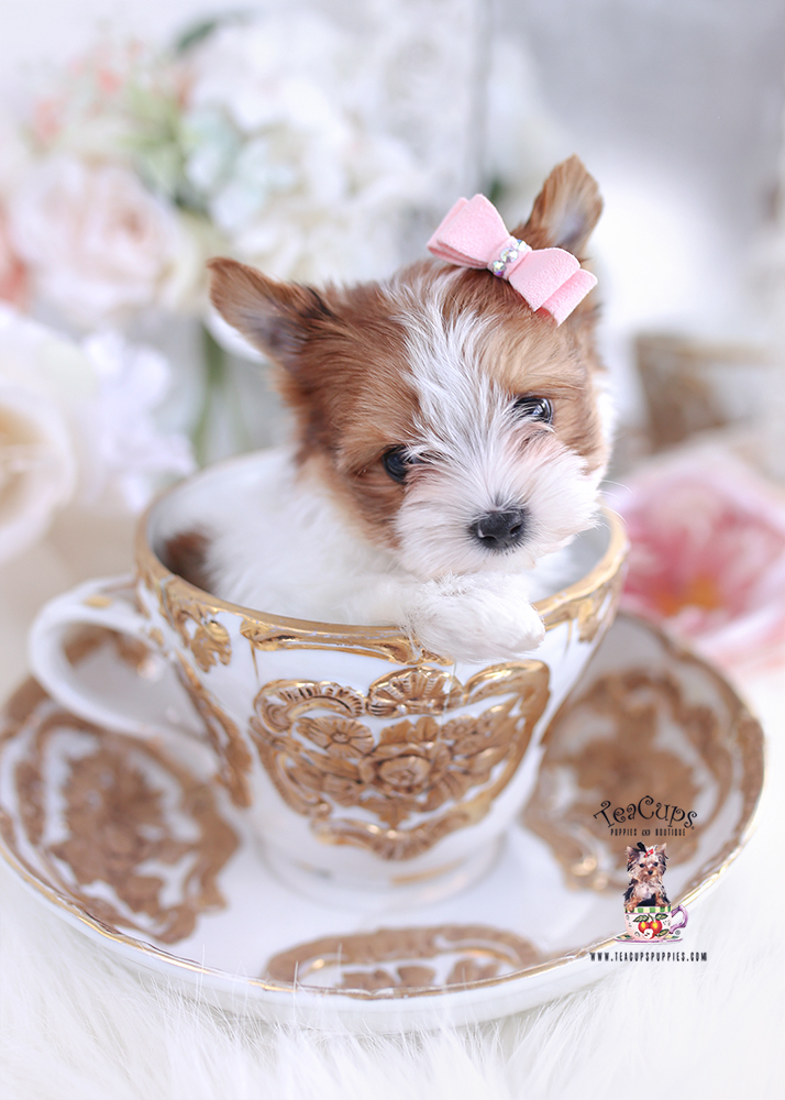 ocean pearl gold parti yorkie puppy in a tea cup