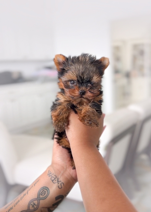 Teacup Yorkshire Terrier puppies for sale